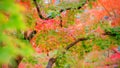 Red Maple Tree Leaves in Autumn Royalty Free Stock Photo