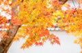 Red Maple Tree Leaves in Autumn Royalty Free Stock Photo