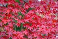 Red Maple Tree Leaves in Autumn Royalty Free Stock Photo