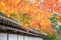 Red Maple Tree Leaves in Autumn Royalty Free Stock Photo