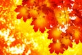 Red maple tree leaves close up, yellow sunlight glow blurred bokeh background, orange maple branches wallpaper, autumn forest Royalty Free Stock Photo