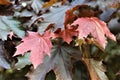 Red Maple Tree leaves in Malone, New York, United States Royalty Free Stock Photo