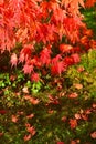 Red maple tree leaves Royalty Free Stock Photo