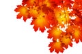 Red maple tree leaves white background isolated close up, red fall maple branches frame, orange autumn lush foliage corner border