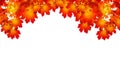 Red maple tree leaves white background isolated close up, red fall maple branches frame, orange autumn lush foliage corner border Royalty Free Stock Photo