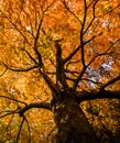 Red Maple Tree Royalty Free Stock Photo