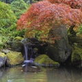 Red Maple Tree Over Waterfall Pond Royalty Free Stock Photo