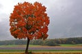 Fiery red maple tree at Phacelia field in late summer