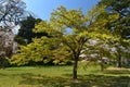 Red maple tree spring cherry blossom garden Royalty Free Stock Photo