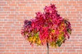 Red maple leaves on tree in autumn with wall Royalty Free Stock Photo