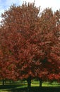 Red Maple Tree  53317 Royalty Free Stock Photo