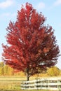 Red maple tree with wooden fence Royalty Free Stock Photo