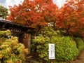 Red Maple trees with Fence shrubs in a traditional Japanese house Royalty Free Stock Photo