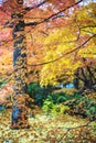 Red maple trees in a japanese garden Royalty Free Stock Photo