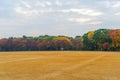 Red maple trees skyline in park garden with grass field. Leaves or fall foliage in colorful autumn season in Kyoto City, Kansai. Royalty Free Stock Photo