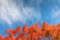 Red maple trees stand out brilliantly on a crisp autumn day against blue cloudy sky