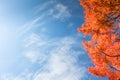 Red maple trees stand out brilliantly on a crisp autumn day against blue cloudy sky