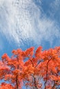 Red maple trees stand out brilliantly on a crisp autumn day against blue cloudy sky