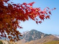 Red maple in Yatsugatake Mountains in autumn Royalty Free Stock Photo