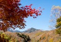 Red maple in Yatsugatake Mountains in autumn Royalty Free Stock Photo