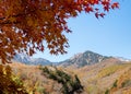 Red maple in Yatsugatake Mountains in autumn Royalty Free Stock Photo