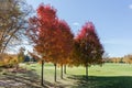 Red maples with autumn leaves against big lawn in park Royalty Free Stock Photo
