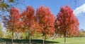 Red maples with autumn leaves against other trees in park Royalty Free Stock Photo