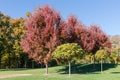 Red maples with autumn leaves on lawn edge in park Royalty Free Stock Photo