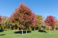 Red maples with autumn leaves on lawn edge in park Royalty Free Stock Photo