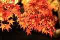 Red maples change from yellow to red in autumn at night