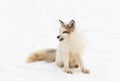 Red Marble Fox Vulpes vulpes Sits in Snow Facing Left Winter