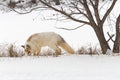 Red Marble Fox Vulpes vulpes Sniffs Ground Under Tree Winter