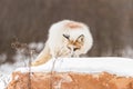 Red Marble Fox Vulpes vulpes Atop Rock Royalty Free Stock Photo
