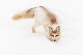 Red Marble Fox Vulpes vulpes Digs in Snow Royalty Free Stock Photo