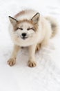 Red Marble Fox Vulpes vulpes Sits Squinting in Snow Winter Royalty Free Stock Photo