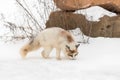 Red Marble Fox Vulpes vulpes Sniffs in Snow