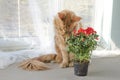 Red marble Maine coon cat sniffing red rose flowers in a pot