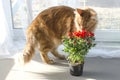 Red marble Maine coon cat sniffing red rose flowers in a pot