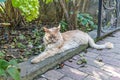 Red marble Maine Coon sleeping in a spectacular graceful pose