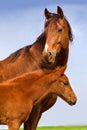 Red mare with foal