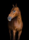 Red mare horse in halter with rhinestones isolated on black background Royalty Free Stock Photo