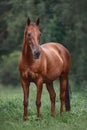 Red mare horse with long brown tail on forest background