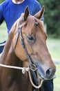 Red mare horse portrait with bit and bridle Royalty Free Stock Photo