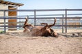 Red mare horse scratching itself on ground in paddock Royalty Free Stock Photo