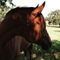 Red Mare Looking Back Royalty Free Stock Photo