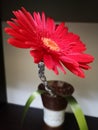 Red margarete flower