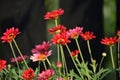 Red marguerite daisies flowering in the garden Royalty Free Stock Photo