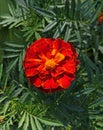 Red Marigold Flower Closeup Royalty Free Stock Photo