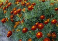 Red marigold or marigold flowers and leaves background pattern in the garden. Close-up of calendula flowers. Royalty Free Stock Photo