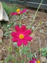 red minipetal flowers Royalty Free Stock Photo